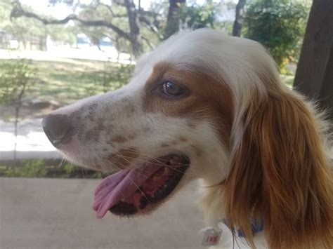 Home Southwest English Setter Rescue