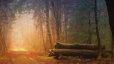 Autumn Fog Forest Tree Trunks Away Forest Path Trail Landscape