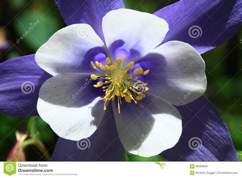 Blue Columbine Flower In Colorado Stock Image Image Of