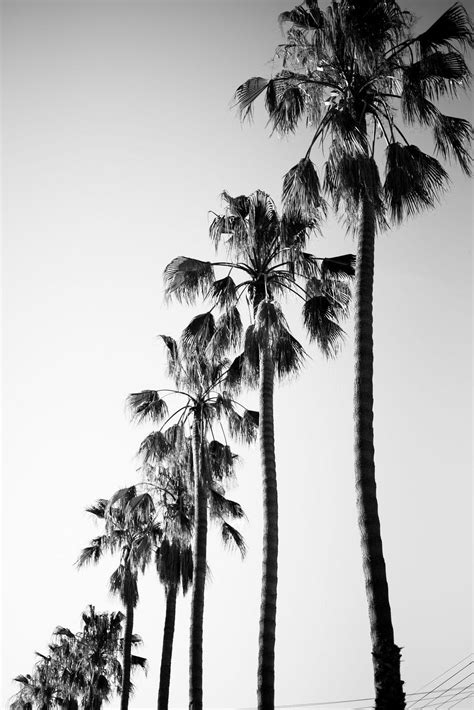 Black And White Palm Tree Wallpapers Top Free Black And White Palm