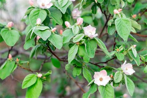 Quince Tree Care And Growing Guide