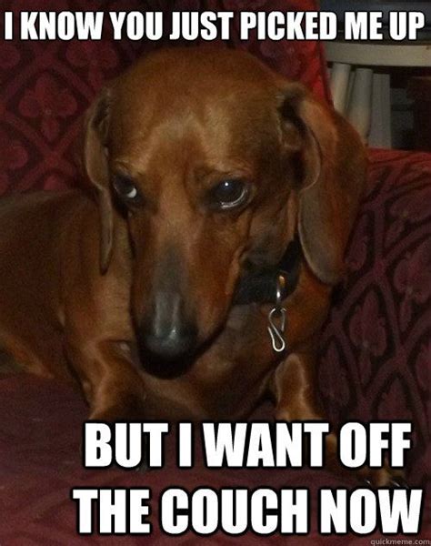 12 Hilarious Dachshund Memes Will Make Your Day