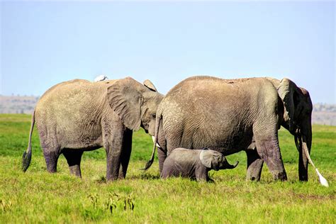 The Elephants Of Amboseli Safari254
