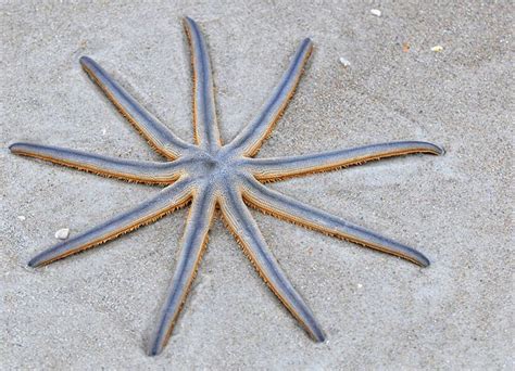10 Stunningly Beautiful And Rare Starfish In The World