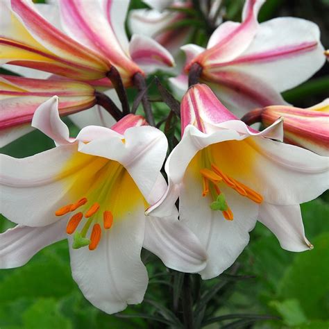 Buy Lily Bulb Lilium Regale Delivery By Waitrose Garden