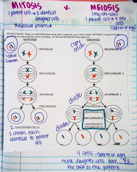 Mitosis Vs Meiosis In Notebook Biology Lessons Biology Classroom Teaching Biology
