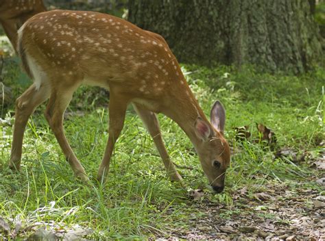 Fawn Free Stock Photo Public Domain Pictures