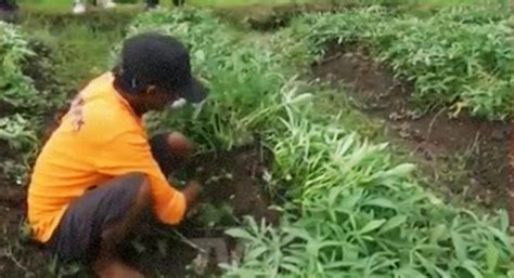 Ubi cilembu sendiri sangat enak jika dimakan setelah beberapa saat di oven dan mengeluarkan cairan seperti madu. Cara Budidaya Ubi Cilembu | KampusTani.Com