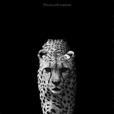 Imágenes de animales en blanco y negro - Imagui