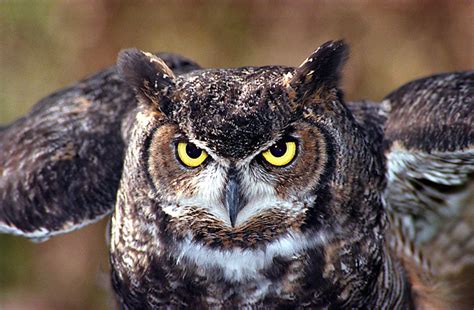 Great Horned Owl Bubo Virginianus By Allen Aisenstein The Owl Pages