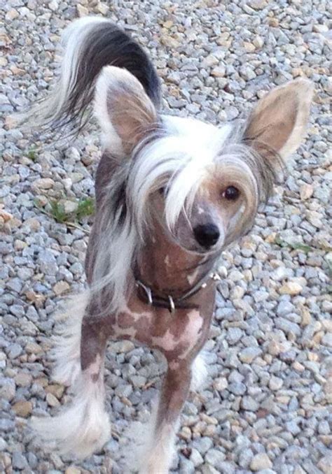 Gorgeous Akc Chinese Crested Show Puppy Male Very Hairy Hairless Baby