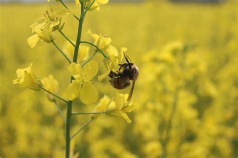The Latest Buzz On Albertas Wild Bees Abmi Blog