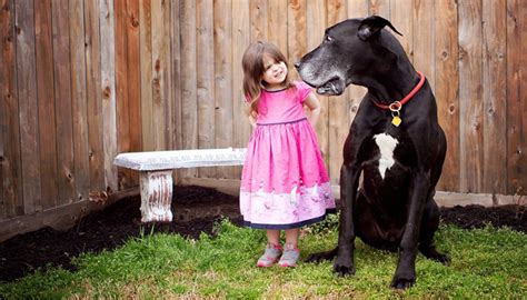 Girl Big Dog Brant County Spca