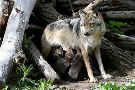 Wolf Pups And Mother