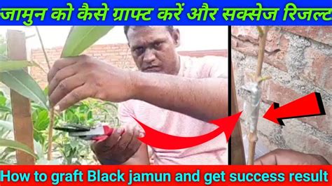 How To Graft Black Jamun And Get Success Result जामुन को कैसे ग्राफ्ट करें और सक्सेज रिजल्ट ☑