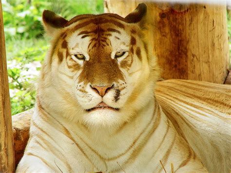 The rare golden tiger beauty can only be defined as something you will not forget quickly. petition: Release The Only Golden Tabby Tigers from Zoos ...
