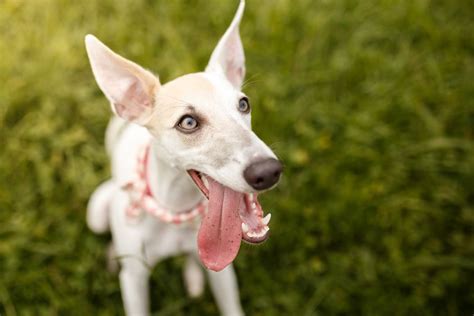 Whippet Full Profile History And Care