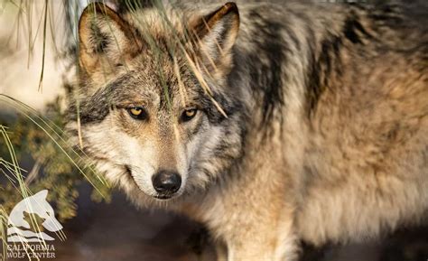 Visit The California Wolf Center In Julian Socal Field Trips