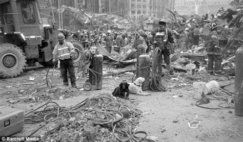 Surviving 911 Rescue Dogs That Scoured Ground Zero For Bodies Are