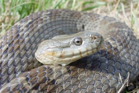 Study Invasive Species Only Ok As Occassional Snack