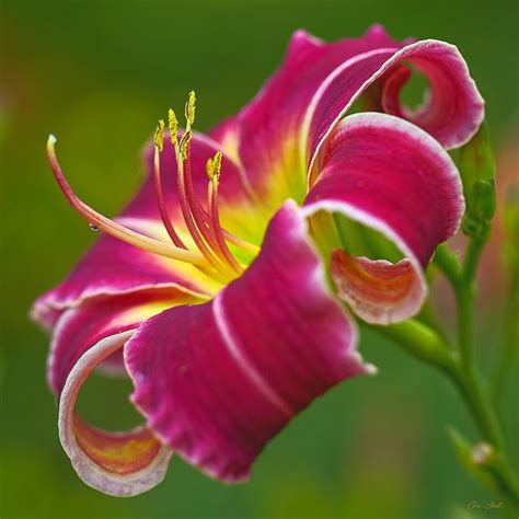17 Best Images About Daylilies On Pinterest Seasons 3 Branches And