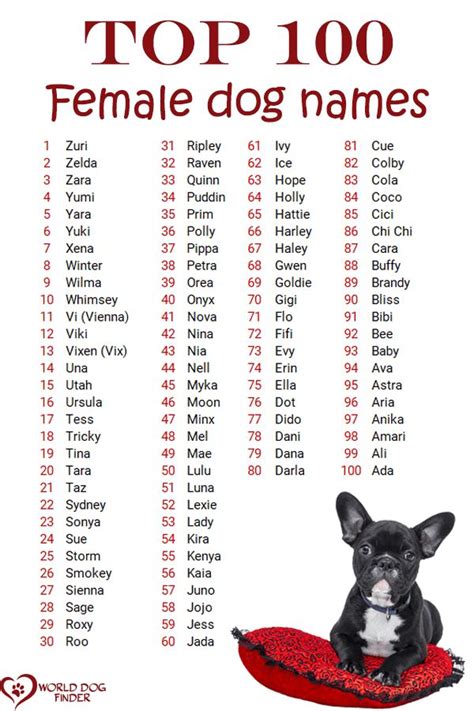 Female Dog Names And How To Choose One Female Dog Names Girl Dog