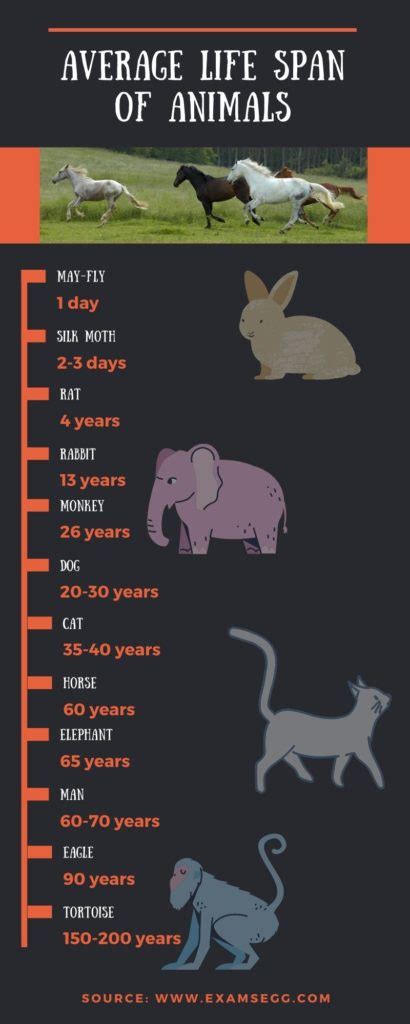 Animal Vocabulary Male Female And Young Animals