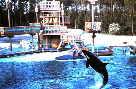 1982 Shamu The Killer Whale Seaworld Orlando Florida Flickr