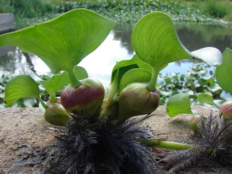 Eichhornia Crassipes Plantright