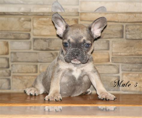 French bulldog puppies for sale and dogs for adoption in arizona, az. View Ad: French Bulldog Puppy for Sale near Arizona, CHANDLER, USA. ADN-148676
