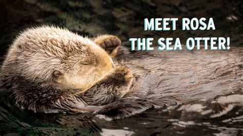 Meet Rosa The Sea Otter Monterey Bay Aquariums Pawesome Ladies