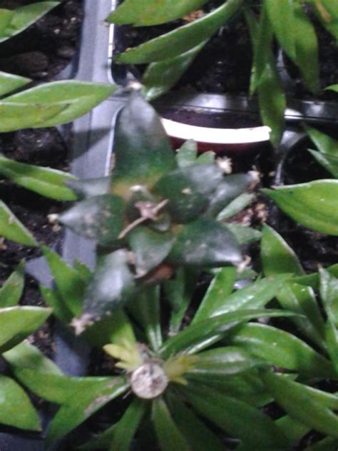 Wheat needs water within 4 blocks and light, and reeds need water adjacent to them. Cactus Care and Propagation: Pereskiopsis Experiment Update