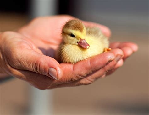 Raising Ducks As Pets Thriftyfun