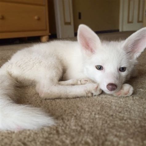 The Internets Cutest Snow White Fox Is Growing Up Bored Panda