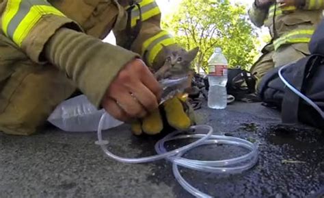 Firefighter Rescues Kitten From Fire Heartwarming Video