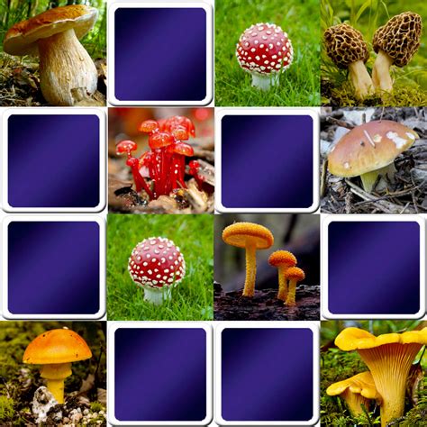 Play Matching Game For Adults Mushrooms Online And Free Memozor