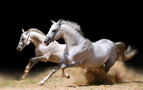 4517 Best Horse Running Forward Images Stock Photos And Vectors Adobe