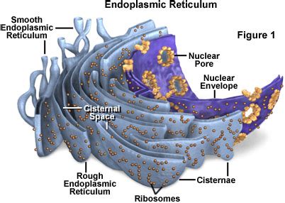 Endoplasmic reticulum in animal cell. Molecular Expressions Cell Biology: Endoplasmic Reticulum