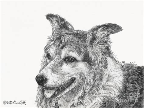 Border Collie Drawing By J McCombie Fine Art America