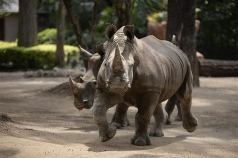 ¡rinocerontes Los Nuevos Inquilinos Del Zoológico La Aurora