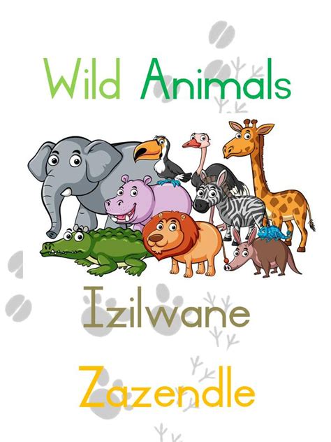 Isizulu And English Wild Animals Flash Cards Teacha