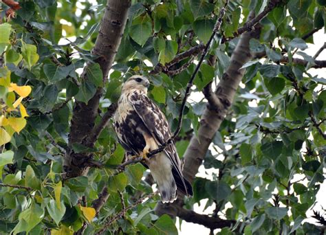 Hawks In Texas Can You Catch A Glimpse Of All 19 Species