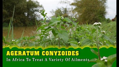 Traditional Folk Medicine In Africa Use This Plant To Treat A Variety