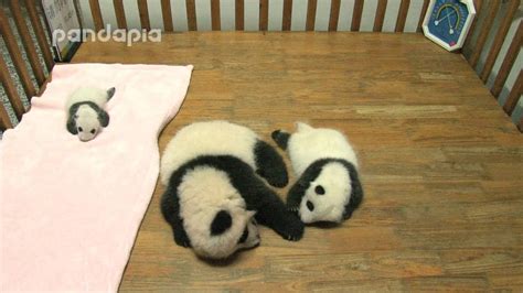 Panda Babies Sleep In Bed Youtube