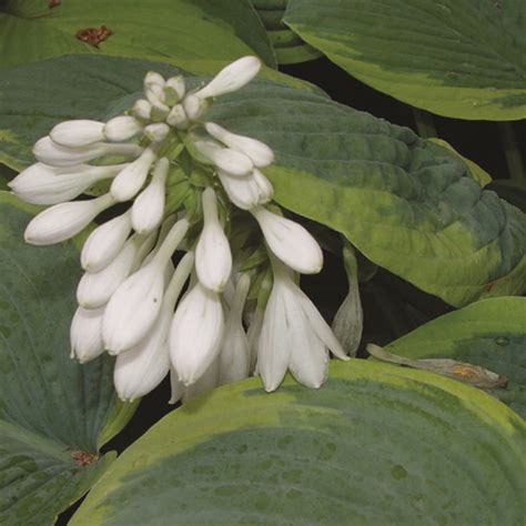 Hosta Frances Williams Van Berkum Nursery