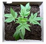 Start Growing Marijuana Pictures