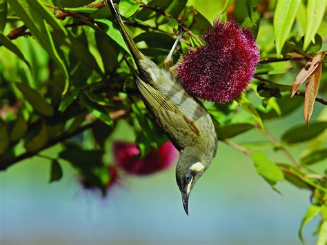 Birdwatching Paradise | TYTO Wetlands | The Hinchinbrook Way