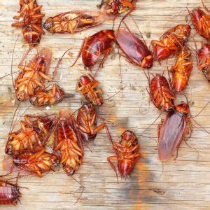Throughout the morning they will not be productive in the home of yours, so enjoy a glance around for telltale indications of the activity of theirs. Cape Town Pest Control | Environment friendly pest ...