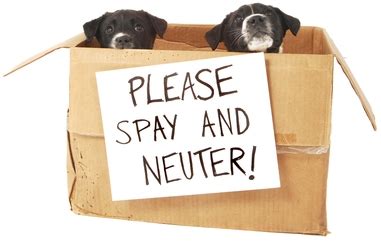 This is a fairly easy procedure. Why You Should Spay or Neuter Your Pet | VetDepot Blog