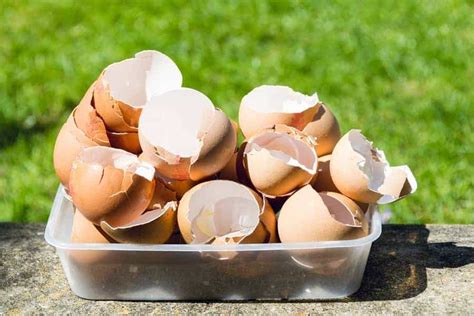 How To Use Eggshell As Fertilizer Step By Step Instructions Garden
